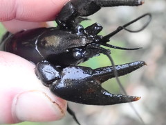 Faxonius alabamensis