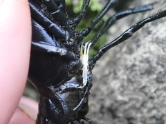 Faxonius alabamensis