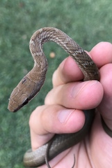 Mastigodryas boddaerti