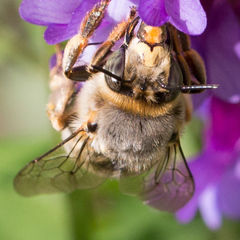 Anthophora fulvitarsis