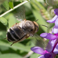 Anthophora fulvitarsis