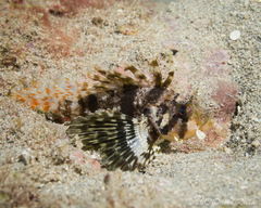 Dendrochirus barberi