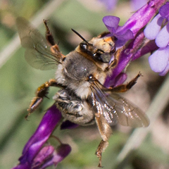 Anthophora fulvitarsis