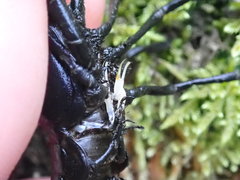 Faxonius alabamensis