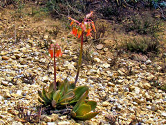 Cotyledon orbiculata oblonga