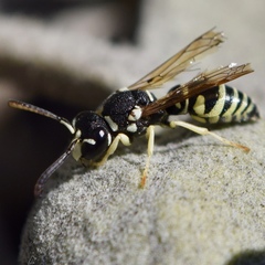 Stenodynerus anormis