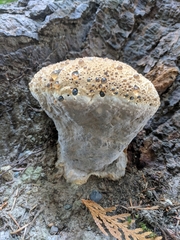 Pseudoinonotus