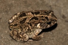 Sclerophrys