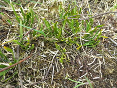 Carmichaelia corrugata