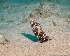 Freckled Snake Eel photo 3