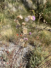 Cirsium mohavense