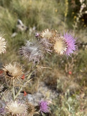 Cirsium mohavense