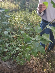 Populus × acuminata