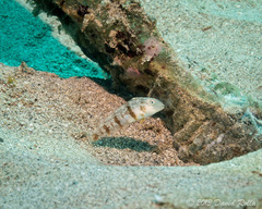 Cymolutes lecluse