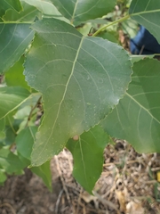 Populus × acuminata