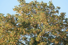 Vespa velutina nigrithorax