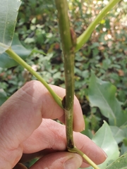 Populus × acuminata