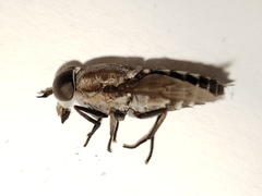 Tabanus nigripes