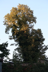 Vespa velutina nigrithorax