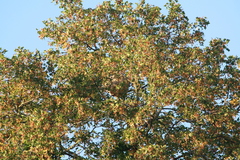 Vespa velutina nigrithorax