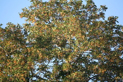 Vespa velutina nigrithorax