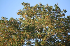 Vespa velutina nigrithorax