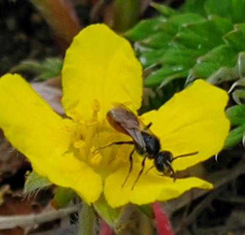 Illinois Blood Bee