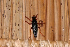 Proagonistes