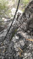 Pseudovates arizonae