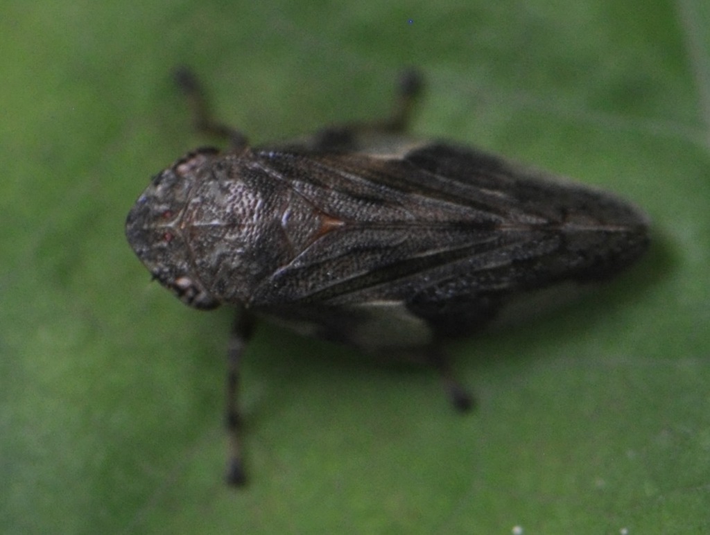 four-spotted spittlebug