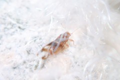 Phylloplecta tripunctata