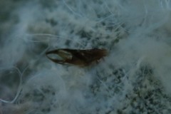 Phylloplecta tripunctata