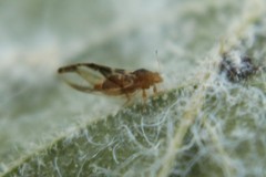 Phylloplecta tripunctata