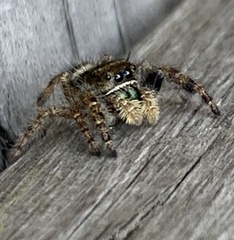Phidippus audax