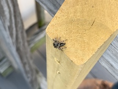 Phidippus audax