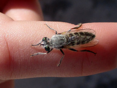 Laphystia