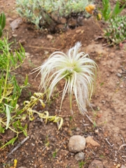 Clematis hirsutissima