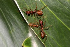 Oecophylla longinoda