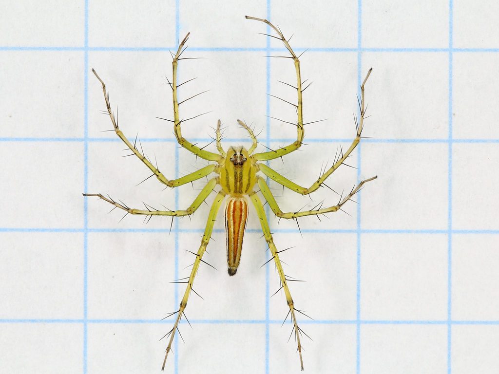 Lean Lynx Spider