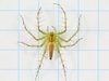 Lean Lynx Spider - Photo (c) Spider Survey Taiwan, some rights reserved (CC BY)