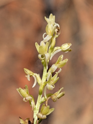 narrow-petaled rein-orchid (Platanthera leptopetala)