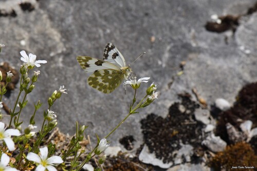 Bath White, Lugo, España, photo 8 of 10
