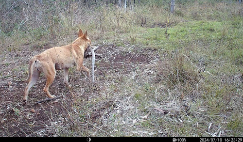 Coastal Carpet Python sighting