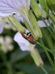 Tetragonisca fiebrigi