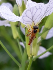 Tetragonisca fiebrigi