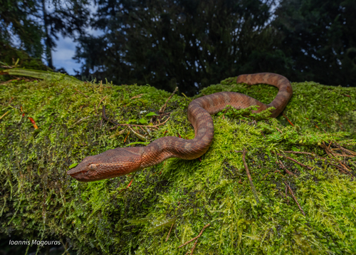 Wirot’s Pit Viper