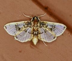 Compacta hirtalis