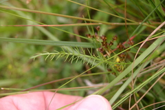 Carum verticillatum
