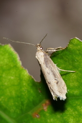 Atomotricha isogama