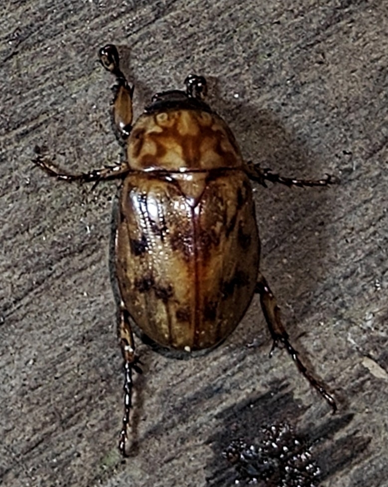 Cyclocephala fulgurata